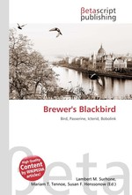 Brewers Blackbird