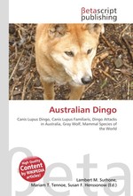 Australian Dingo