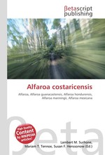 Alfaroa costaricensis