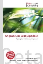 Angraecum Sesquipedale