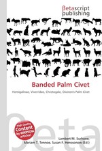 Banded Palm Civet