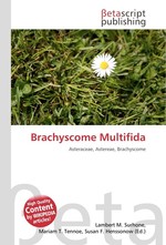 Brachyscome Multifida