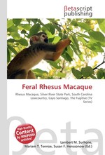 Feral Rhesus Macaque