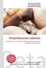 Amphidromus adamsii