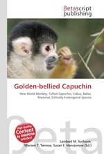 Golden-bellied Capuchin