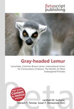 Gray-headed Lemur