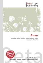 Arum