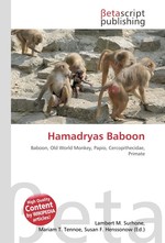 Hamadryas Baboon