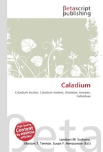 Caladium