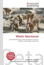 Wieds Marmoset