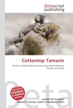 Cottontop Tamarin