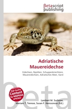 Adriatische Mauereidechse