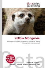 Yellow Mongoose