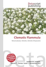 Clematis Flammula