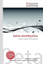 Salvia Amethystina