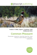 Common Pheasant