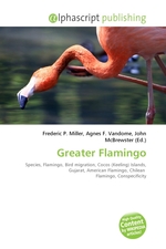 Greater Flamingo