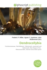 Dendrocollybia