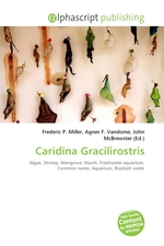 Caridina Gracilirostris