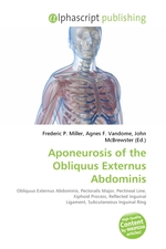 Aponeurosis of the Obliquus Externus Abdominis