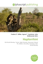 Haplorrhini