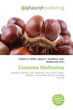 Castanea Mollissima