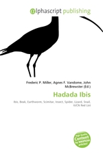 Hadada Ibis