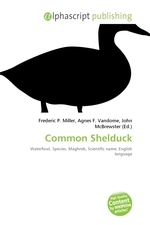 Common Shelduck