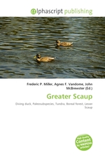 Greater Scaup