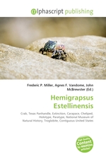 Hemigrapsus Estellinensis