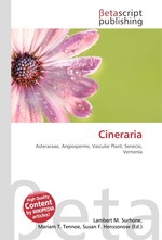 Cineraria