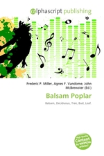 Balsam Poplar