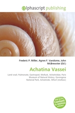 Achatina Vassei