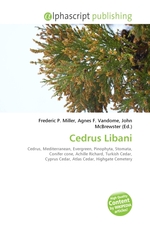 Cedrus Libani