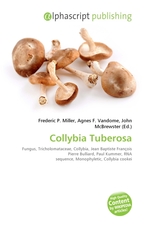 Collybia Tuberosa