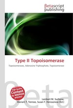 Type II Topoisomerase