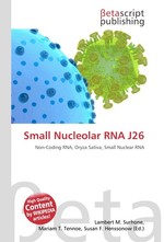 Small Nucleolar RNA J26