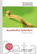 Acanthodica Splendens