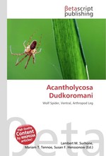 Acantholycosa Dudkoromani