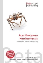 Acantholycosa Kurchumensis