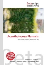 Acantholycosa Plumalis