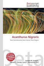 Acanthurus Nigroris