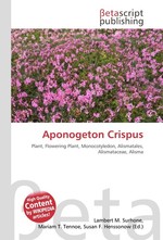 Aponogeton Crispus