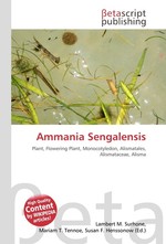 Ammania Sengalensis