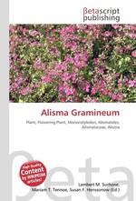 Alisma Gramineum