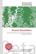 Acorus Gramineus