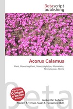 Acorus Calamus