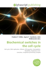 Biochemical switches in the cell cycle