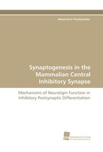 Synaptogenesis in the Mammalian Central Inhibitory Synapse. Mechanisms of Neuroligin Function in Inhibitory Postsynaptic Differentiation