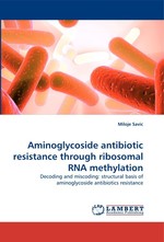 Aminoglycoside antibiotic resistance through ribosomal RNA methylation. Decoding and miscoding: structural basis of aminoglycoside antibiotics resistance